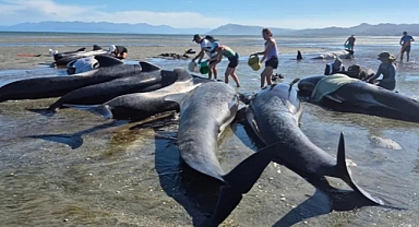 مأساة الحيتان على ساحل ناءٍ في نيوزيلندا