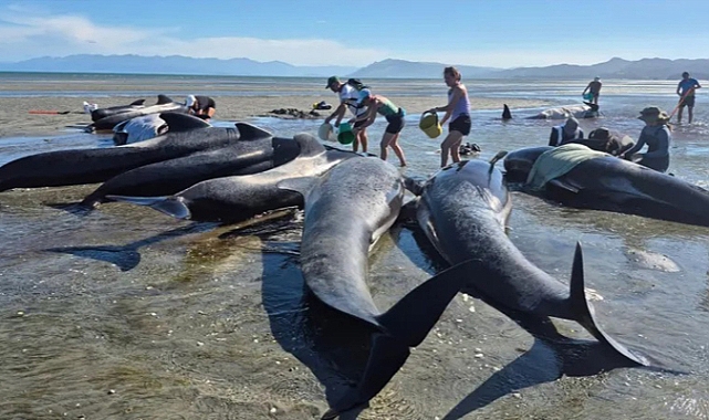 مأساة الحيتان على ساحل ناءٍ في نيوزيلندا